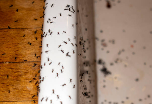 Best Best Pest Control Companies  in Marlboro Meadows, MD