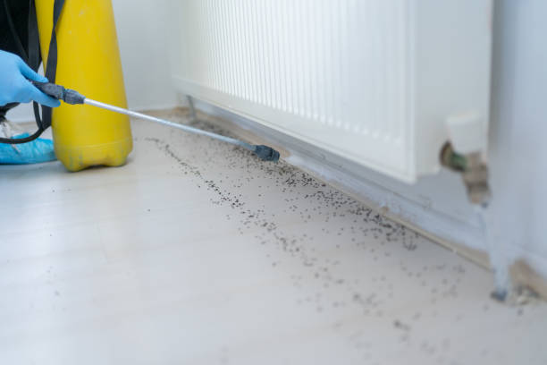 Best Pest Control Near Me  in Marlboro Meadows, MD
